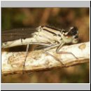 Enallagma cyathigerum - Gemeine Becherjungfer w06.jpg